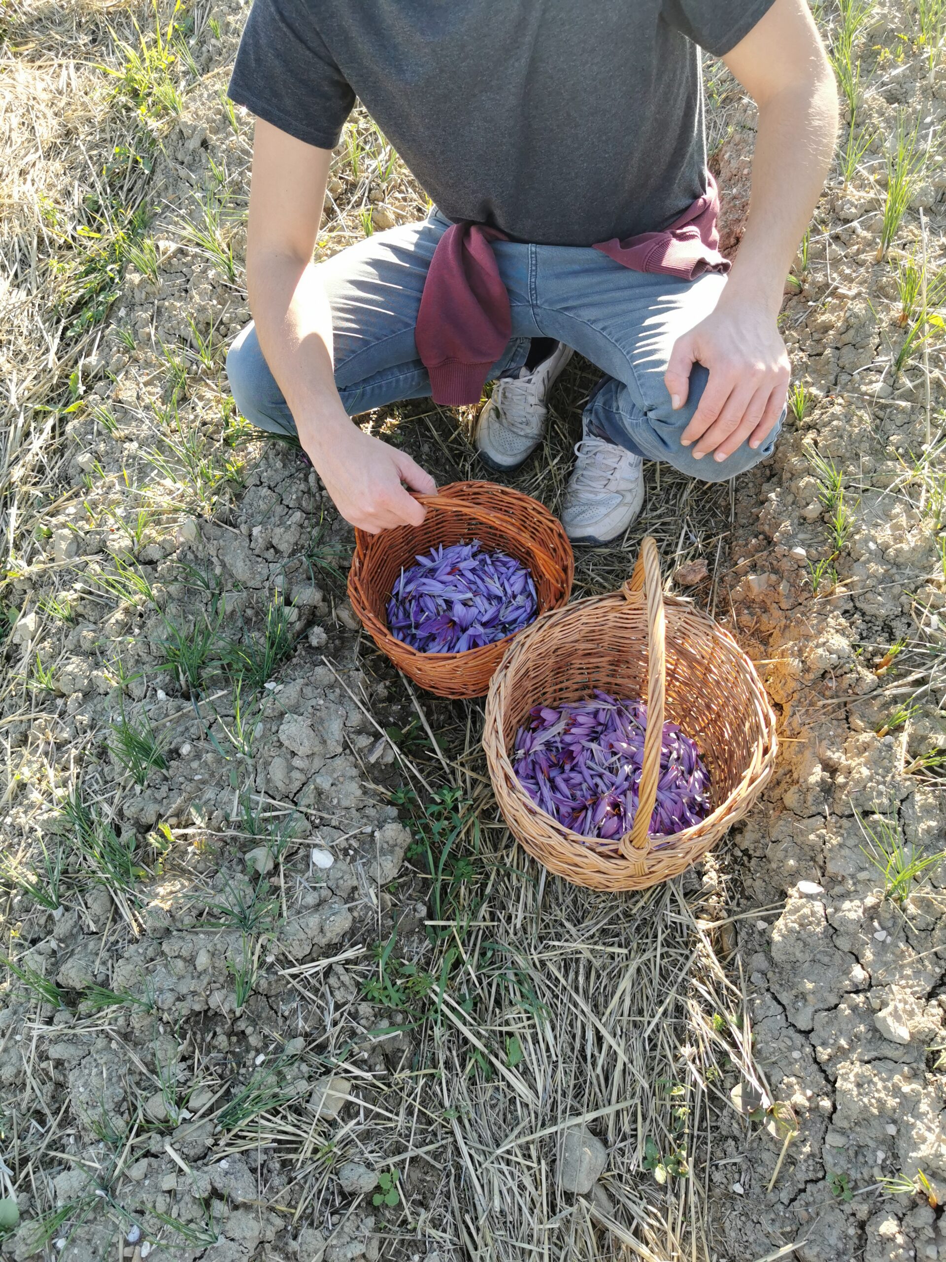fiori di zafferano dei greci